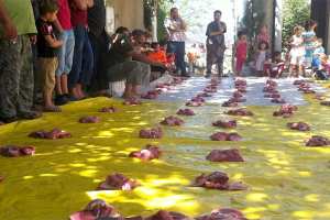 لوزيعة  لإحياء المولد النبوي الشريف ببجاية