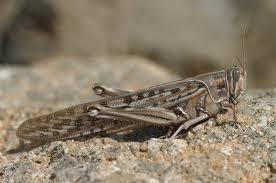 Tiaret - Alerte au criquet pèlerin