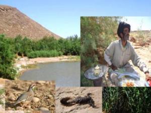 Tafagoumet (Tindouf) - Une zone humide brave l'hostilité de la hamada