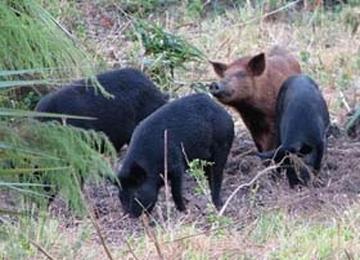 الخنازير تهدد حياة الفلاحين ومحاصيلهم الزراعية بسكيكدة