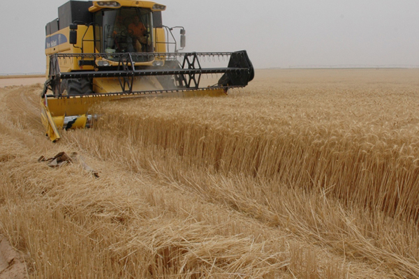 ندرة المازوت وغلائه يهددان عشرات الهكتارات في الشكشاك بالوادي