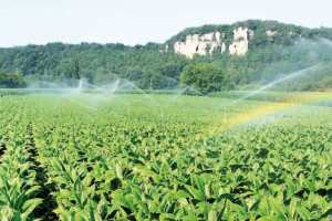 تخصيص أكثر من 400 هكتار لتعزيز القطاع الفلاحي بالمسيلة