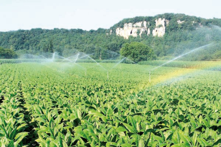 تخصيص أكثر من 400 هكتار لتعزيز القطاع الفلاحي بالمسيلة