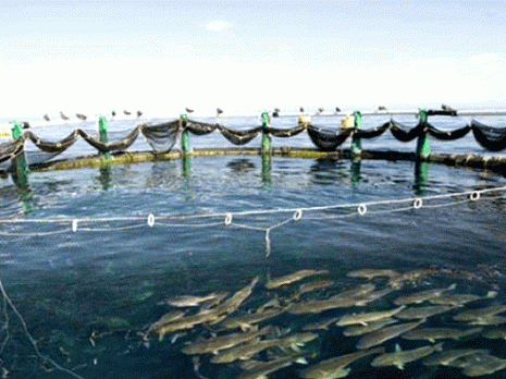 Du loup de mer et de la dorade en élevage à Skikda