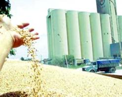 توقع إنتاج حوالي مليون و790 ألف قنطار من الحبوب بباتنة