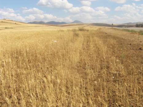 Bechar : les prévisions tablent sur une bonne récolte de céréales