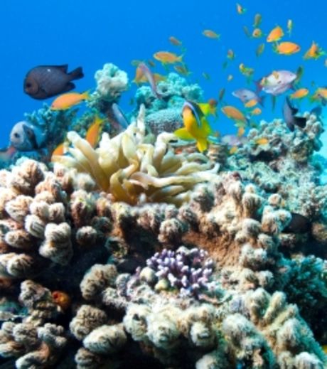 Planète - Australie: La Grande barrière de corail en danger d'extinction d'ici huit mois?
