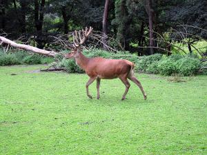 إبادة حقيقية على غابات سوق أهراس