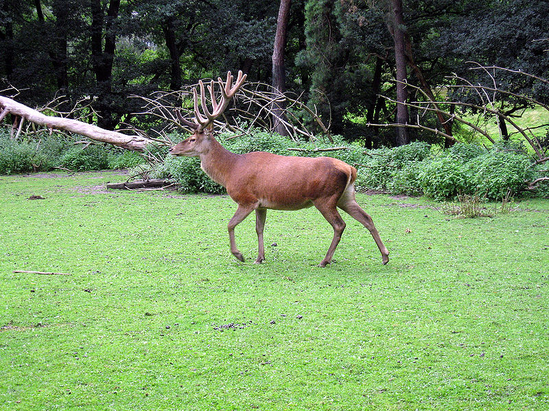 إبادة حقيقية على غابات سوق أهراس