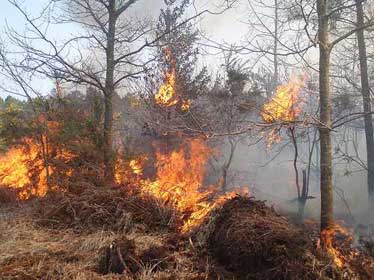 Le feu, l'avancée du désert et les agressions humaines menacent les forêts algériennes