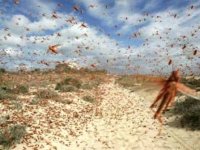 Lutte antiacridienne : plus de 48.000 ha traités dans l'ouest et le sud du pays (INPV)