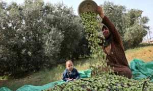 موسم كارثي لمحصول الزيتون بسكيكدة