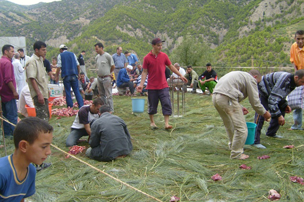 نحر 12 عجلا بقرية معضى وحبلول بالبويرة