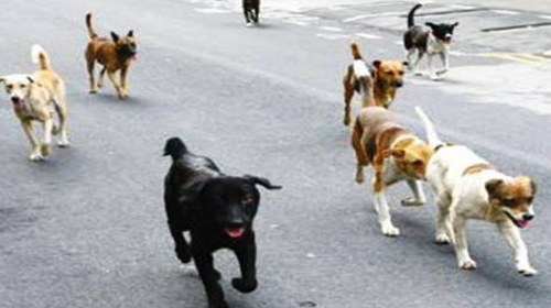 Des chiens errants en quête de proie