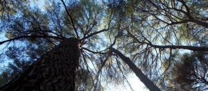 Planète - Environnement: l'ONU tire la sonnette d'alarme