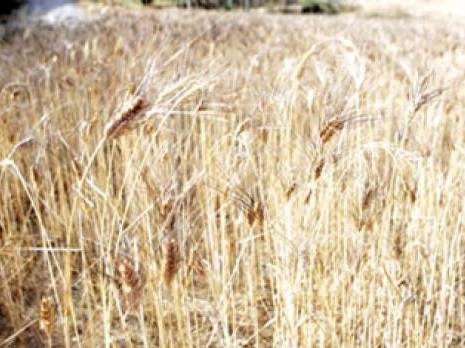 Un réseau est lancé au centre du pays