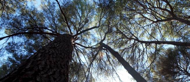 Planète - Environnement: l'ONU tire la sonnette d'alarme