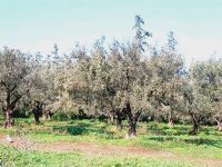 Plantation annuelle de 70.000 ha d'oliviers au niveau national (ministre)