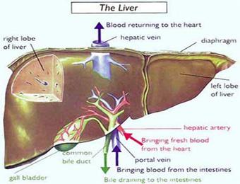 تسجيل أكثر من 3 آلاف إصابة بالتهاب الكبد الفيروسي بسطيف
