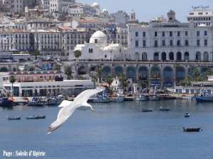 Alger la blanche