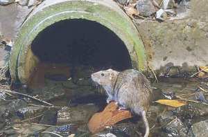 Les habitants réclament une station d'épuration des eaux d'assainissement