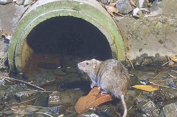 Les habitants réclament une station d'épuration des eaux d'assainissement