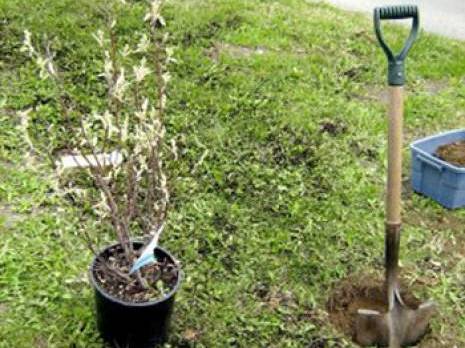 Verte Tlemcen: et si chacun adoptait un arbre?