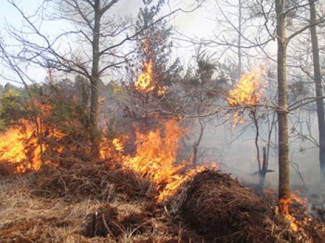 Feux de forêts : une cellule de veille à pied d''uvre
