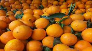 وزير الفلاحة يدعو من الشلف إلى ضرورة التوجه نحو تصدير الحمضيات