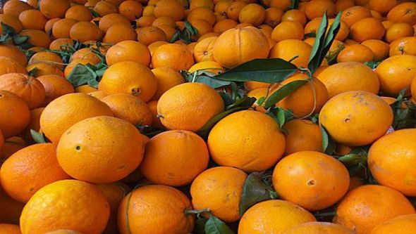 وزير الفلاحة يدعو من الشلف إلى ضرورة التوجه نحو تصدير الحمضيات