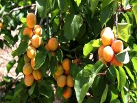 Une production de 400.000 quintaux d'abricots attendue à Batna