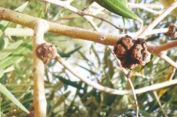 180 ha ravagés par la tuberculose de l'olivier