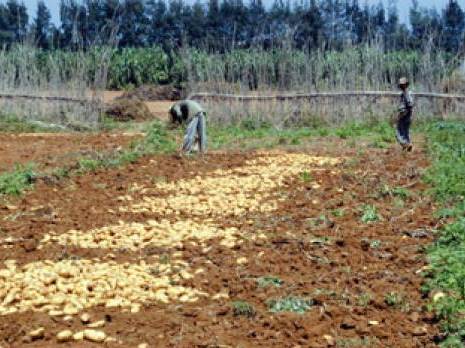 Algérie - Investissements dans l'agriculture: Une enquête sur les blocages au niveau des wilayas