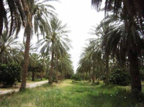 Phoeniciculture à Biskra - Alerte à la morelle jaune