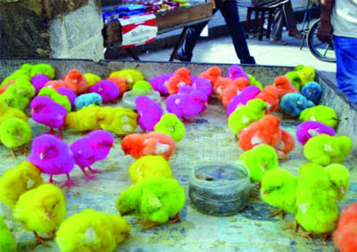 2e Salon national de la photographie insolite au Palais de la culture d'Alger