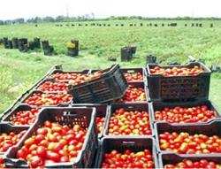 فلاحو عنابة والطارف يهددون بالتوقف عن إنتاج الطماطم الصناعية