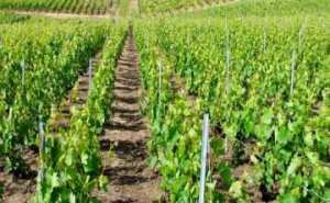 برنامج مكثف للإرشاد الفلاحي ببلديات برج بوعريريج طيلة سنة 2017