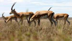 إطلاق 500 غزال بمنطقة لجدار الحدودية بالنعامة