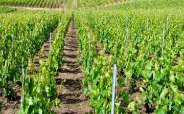 برنامج مكثف للإرشاد الفلاحي ببلديات برج بوعريريج طيلة سنة 2017