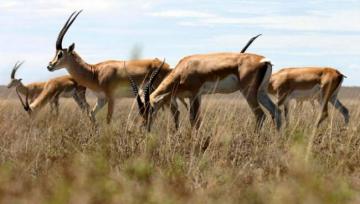 إطلاق 500 غزال بمنطقة لجدار الحدودية بالنعامة