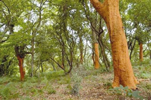 Des recommandations pour la protection de l'environnement