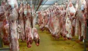 ولاية المسيلة تسجل زيادة  محسوسة  في إنتاج اللحوم خلال 2016