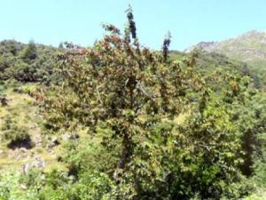 Larbaâ Nath Irathen - Près de 20.600 quintaux attendus cette année; La culture du cerisier  face à des lendemains incertains