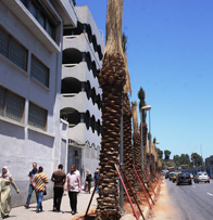 Une rumeur fait venir les palmiers d'Espagne