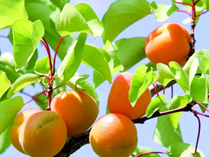 Une production de 400.000 qx attendue