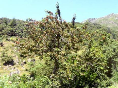 La culture du cerisier face à des lendemains incertains