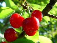 Fête de la cerise : M. Benaïssa donne le coup d'envoi à Ouled Driss (Souk Ahras)