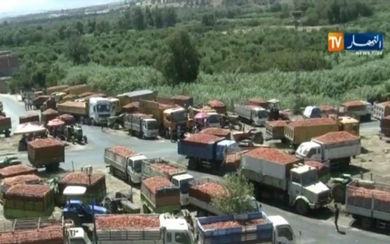 فلاحو شعبة الطماطم من 3 ولايات يحتجون للمطالبة بمستحقات تفوق 26 مليار سنتيم في الطارف