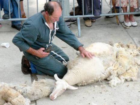 La tonte de moutons à Tissemsilt: Un rituel lucratif pour la population