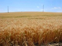 Trois milliards de dinars pour renforcer les capacités de stockage des céréales (ministre)